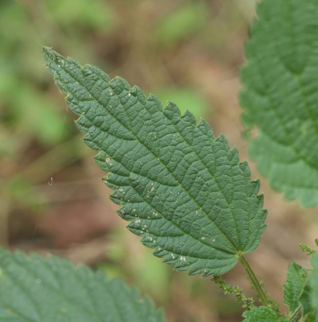 Urtica dioica?  S !